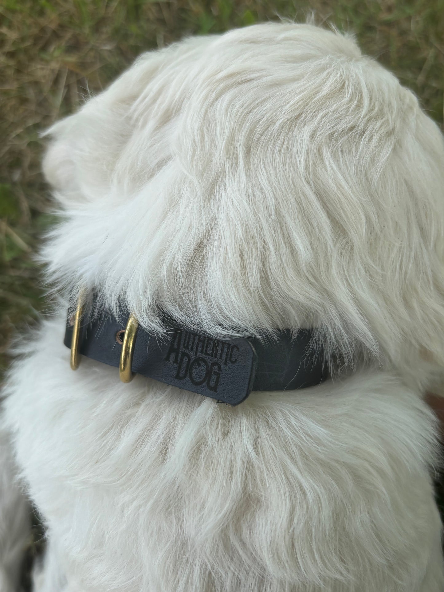 Halsband puppy