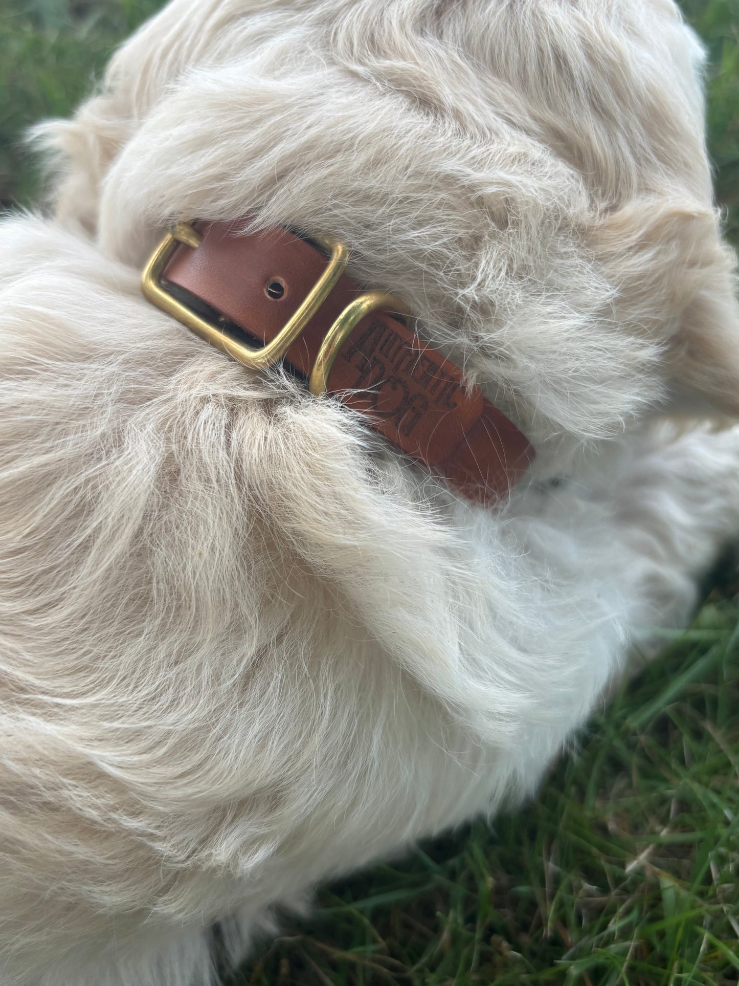 Halsband puppy