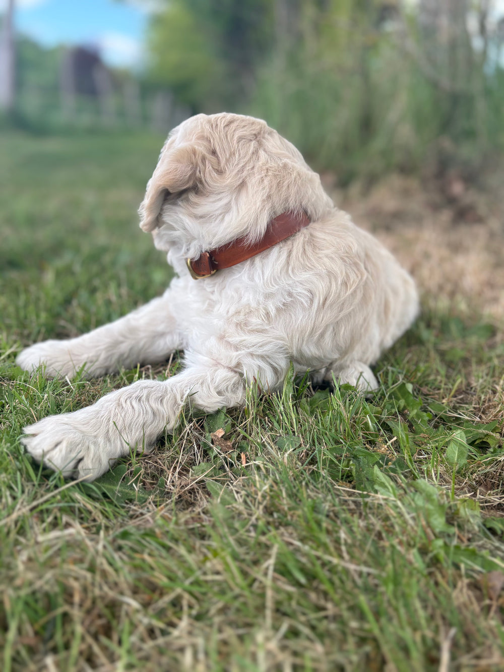 Halsband puppy